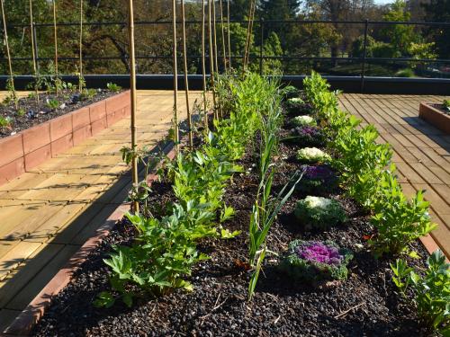 Plant beds with vegetables and herbs on a roof
